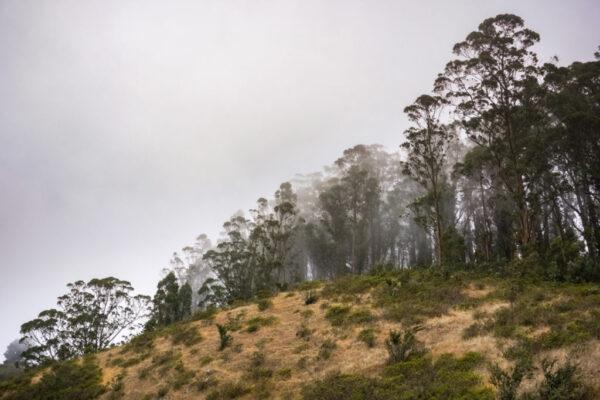 eucalyptus-forest